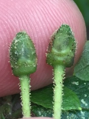 Rhododendron pilosum