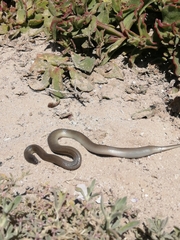 Lycodonomorphus inornatus