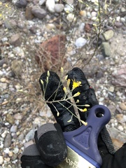 Gutierrezia californica