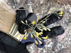 Gutierrezia californica
