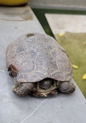 Mauremys reevesii