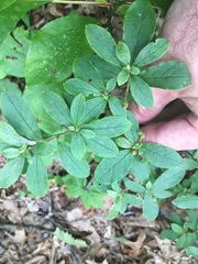 Rhododendron pilosum