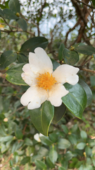 Camellia