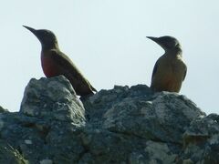 Geocolaptes olivaceus