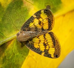 Scolypopa australis
