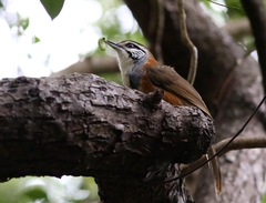 Pterorhinus pectoralis