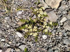 Gingidia decipiens