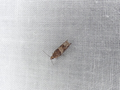 Crocidosema plebejana