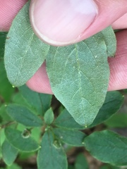 Rhododendron pilosum