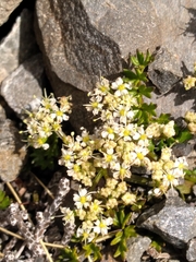 Gingidia decipiens