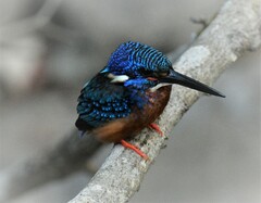 Alcedo meninting
