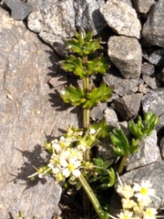 Gingidia decipiens