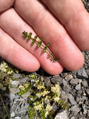 Gingidia decipiens
