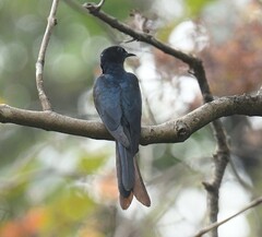 Surniculus dicruroides