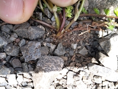 Gingidia decipiens