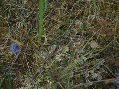 Peltigera rufescens