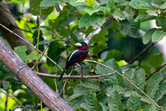 Cymbirhynchus macrorhynchos