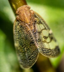 Scolypopa australis