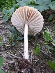 Marasmius oreades