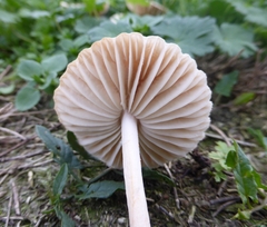 Marasmius oreades