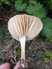 Marasmius oreades