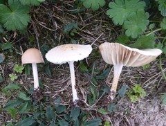 Marasmius oreades