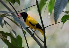 Oriolus xanthornus