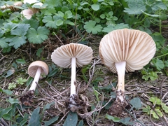 Marasmius oreades