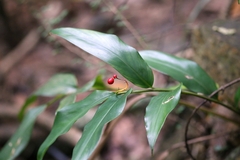 Alpinia intermedia
