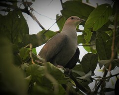 Ducula cuprea
