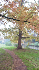 Metasequoia glyptostroboides