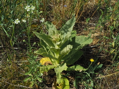Verbascum densiflorum