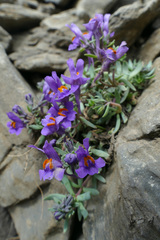Linaria alpina