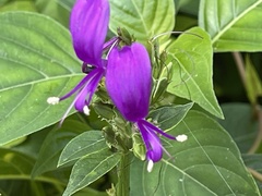 Hypoestes purpurea