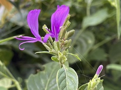 Hypoestes purpurea