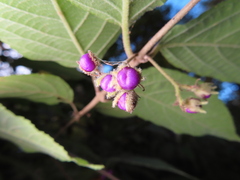 Callicarpa mollis