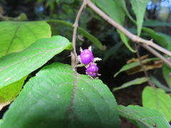 Callicarpa mollis