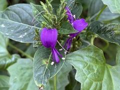 Hypoestes purpurea