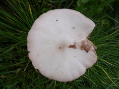 Volvopluteus gloiocephalus