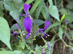 Hypoestes purpurea