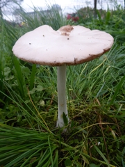 Volvopluteus gloiocephalus