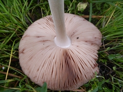 Volvopluteus gloiocephalus
