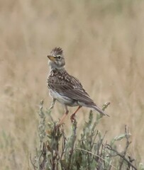 Galerida magnirostris