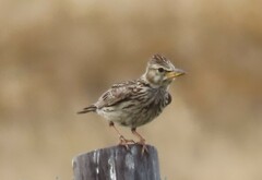 Galerida magnirostris