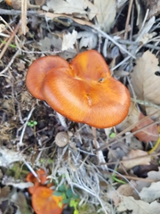 Omphalotus olearius