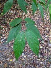 Callicarpa mollis