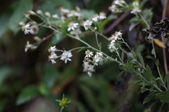 Aster taiwanensis