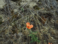 Papaver dubium