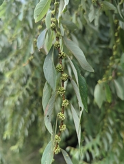 Phyllanthaceae