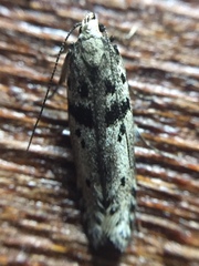 Aristotelia paradesma